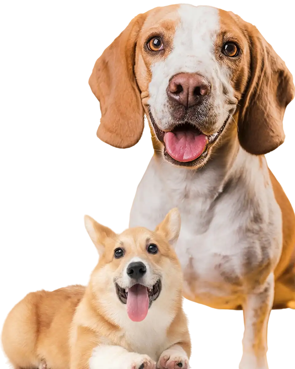 ฝากฝึกสุนัขกาญจนบุรี Dog Class Center คอร์ส Obedience ห้องแอร์