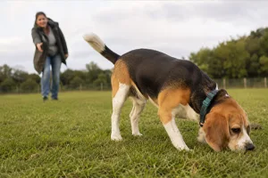 สุนัขก่อนฝึกพฤติกรรมดื้อ กระโดดใส่คน ไม่เชื่อฟังคำสั่ง Dog Class Center