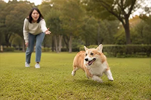 สุนัขก่อนฝึกพฤติกรรมดื้อ กระโดดใส่คน ไม่เชื่อฟังคำสั่ง Dog Class Center